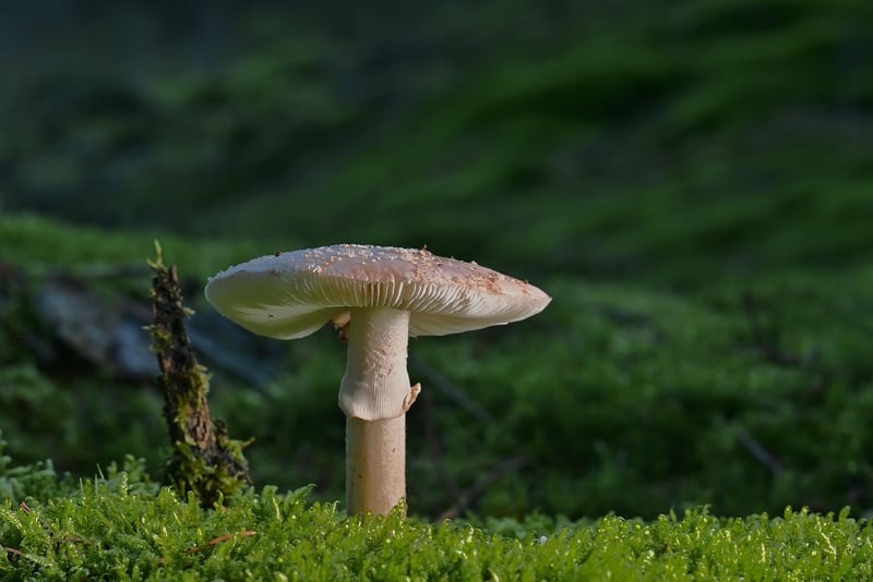 Nature Walks Image